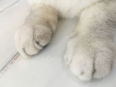 -共舞时光猫咖·狗咖(新街口店)