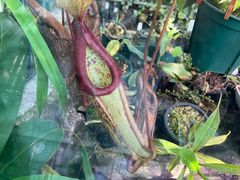 -国家植物园南园