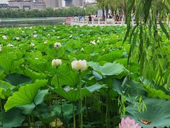 -莲花池公园