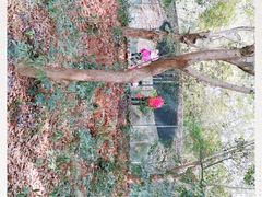 -广东茂名森林公园