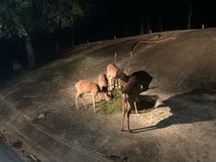 -清迈夜间动物园