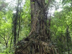 -莫里热带雨林景区