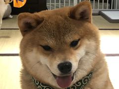 -逗柴咖啡屋·狗咖猫咖宠物桌游