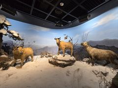 -陕西自然博物馆