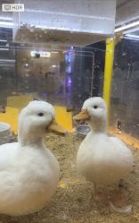 -神奇动物撸宠馆·羊驼·小浣熊·异宠(豫园店)