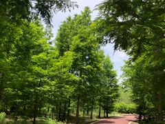 -黄海国家森林公园