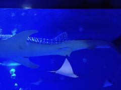 -烟台海昌鲸鲨海洋公园