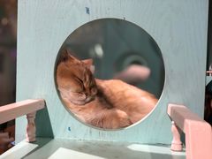 -猫小院猫主题餐厅(三里屯店)