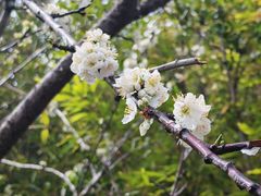 -腾冲云峰山