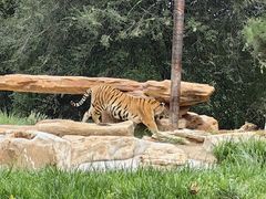 -北京野生动物园