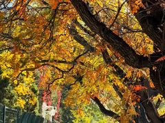 -三里屯东五街银杏大道