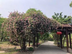 -鹅湖玫瑰文化园