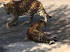 -大连森林动物园