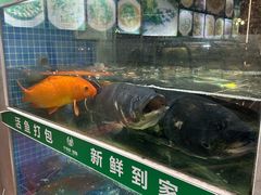 -全乐鱼馆·淳牌有机鱼直营店