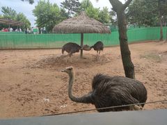 -西霞口神雕山野生动物世界