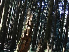 -阿里山神木遗迹
