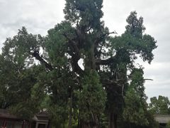 -黄帝陵