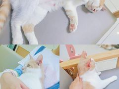 -鼓捣猫呢主题猫咖店
