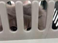 -瑞鹏宠物医院·超声·骨科·奇麟分院(蜀都万达店)