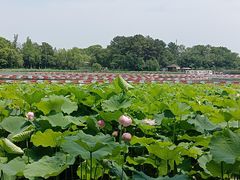 -金鸡湖桃花岛