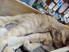 -藏猫猫咖啡主题馆(中央大道店)