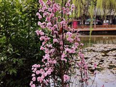 -三圣花乡旅游区