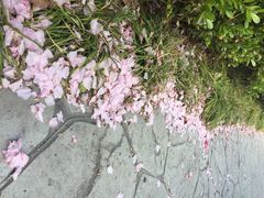 iphone_upload_pic-高东镇樱花园