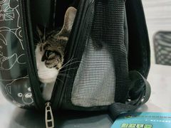 -瑞派名望志远动物医院·猫科·內科·异宠专科(直港大道店)
