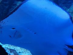 -海合安武汉极地海洋公园