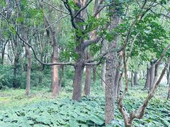 -昆山城市生态森林公园