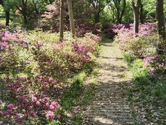 -上海滨江森林公园