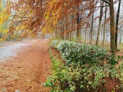 -上海海湾国家森林公园