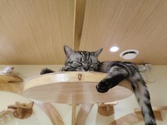 -猫和宫(六道口店)