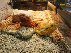 -酷以爬仙阁实体爬宠店·守宫·蜥蜴·专业繁育