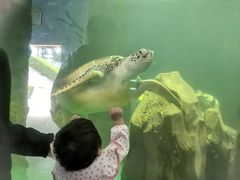 -广东惠东海龟国家级自然保护区