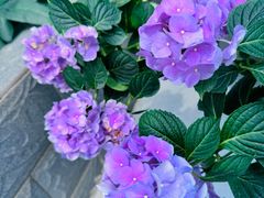 -金科花卉市场