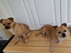 -达爱动物医院·犬猫分区·CT·复杂眼科(远洋山水分院)