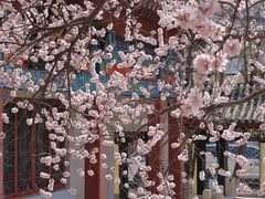 -桃花堤公园