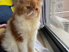 -飞行喵MR PILOT|猫舍·猫咖(静安大融城店)