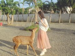 -鹿境梅花鹿生态园区