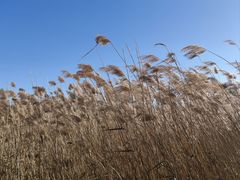 -野鸭湖国家湿地公园