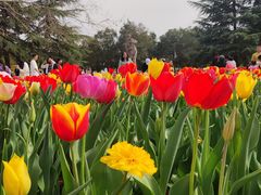 -洛阳郁金香牡丹园