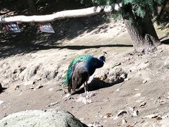 -哈尔滨北方森林动物园