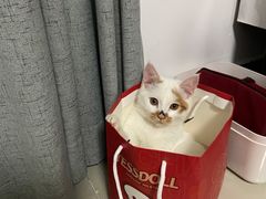 -悦宠凯宝动物医院·牙科·皮肤科(朝阳北路店)
