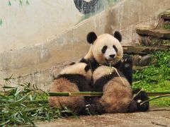 -中国大熊猫保护研究中心雅安碧峰峡基地