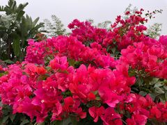 -海珠湖公园