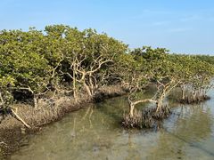 -北海金海湾红树林生态旅游区
