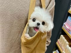 -萌宠之家·腊肠犬·马尔泰·小体犬舍