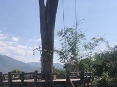 -大树秋千