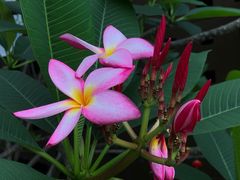 -河间正宗驴肉火烧(听海居店)